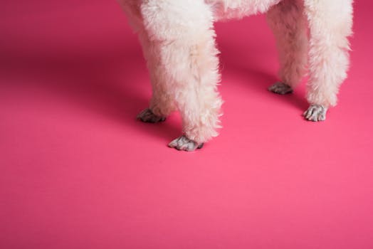 grooming a poodle while using a leash