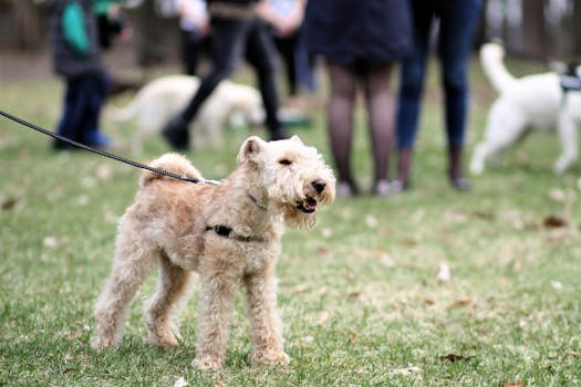 Poodle at a dog park