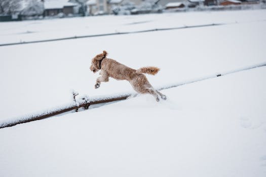 happy poodle playing outdoors