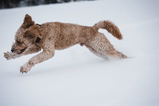 Poodle after fun winter activities