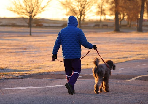 Poodle on a scenic winter walk