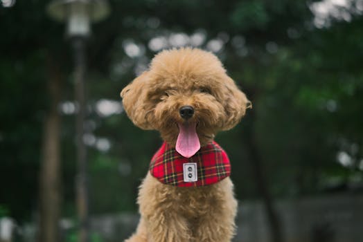 Poodle crate accessories