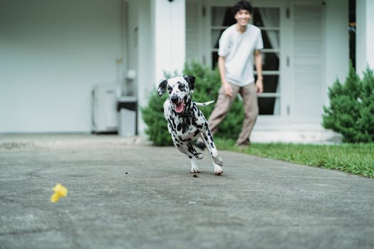 Poodle playing fetch with a toy