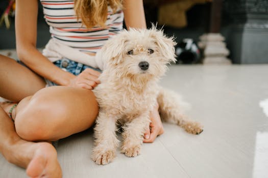 poodle cuddling with owner