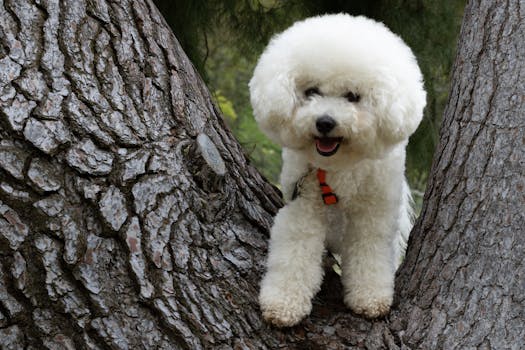 happy poodle being groomed