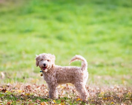 poodle playing with a Kong toy