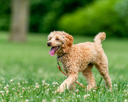 poodle enjoying outdoor exercise