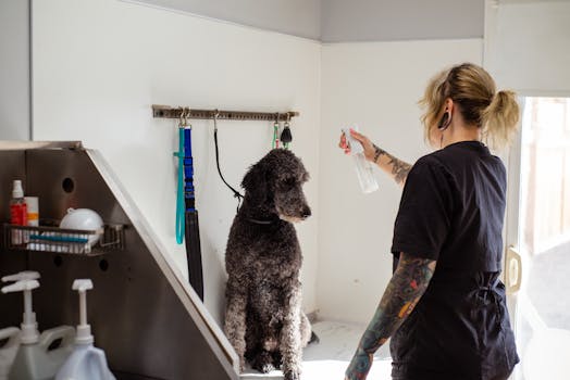 Professional dog groomer and poodle playing fetch