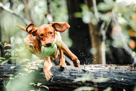 Durable fetch toys for active Poodles