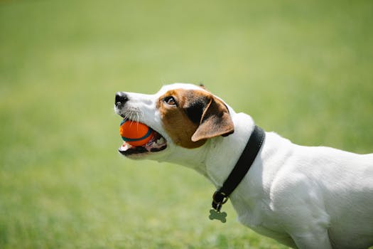 Poodle enjoying a durable fetch toy