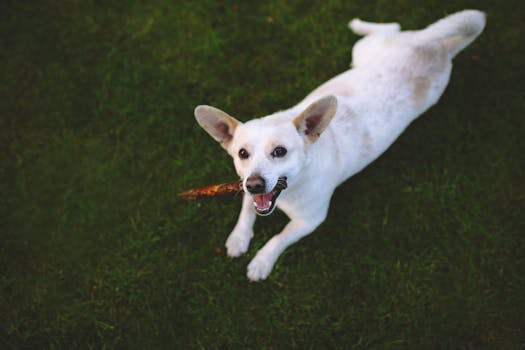 Poodle playing with eco-friendly chew toy