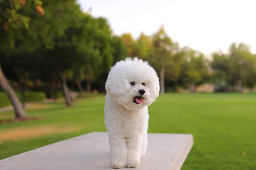 happy poodle getting groomed