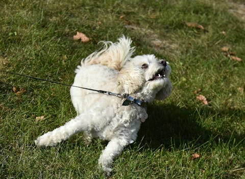 playful poodles at dog park