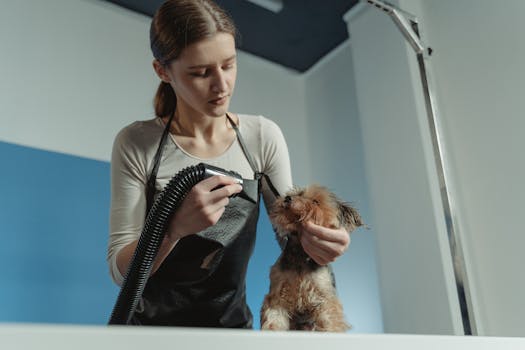 professional dog groomer with poodle