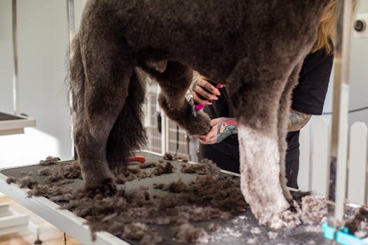 Poodle getting groomed in a salon