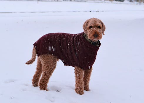 curly-haired poodle with healthy coat