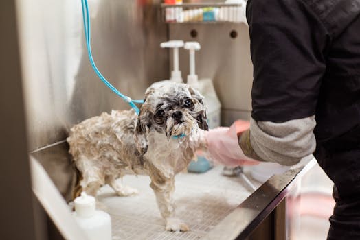 grooming supplies for poodles