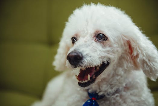 happy poodle getting groomed