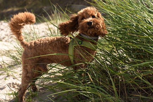 poodle being groomed with a harness