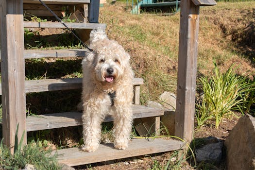 poodle with harness on a leash