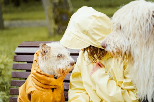 Poodle puppy with shiny coat