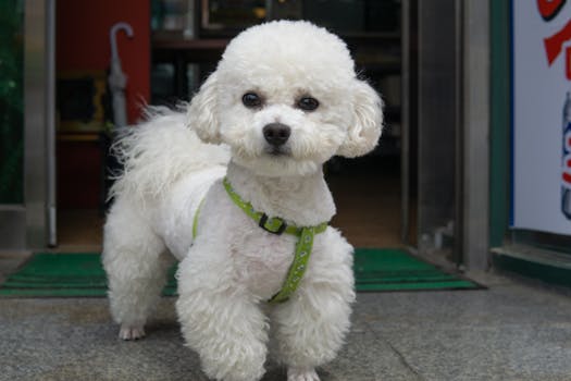 Poodle in a no-pull harness