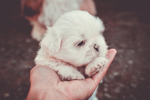 puppy getting its first grooming session