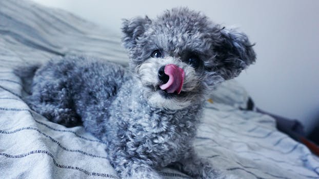 happy poodle post-grooming