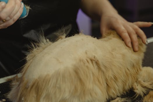 groomer consulting with a pet owner about allergy management