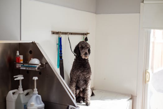 poodle in bath