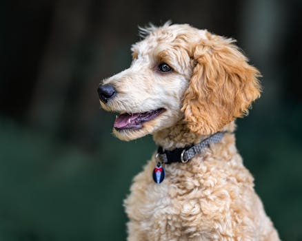 happy poodle during grooming