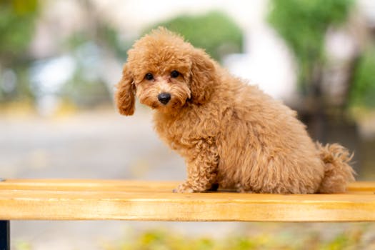 Poodles at a Dog Show