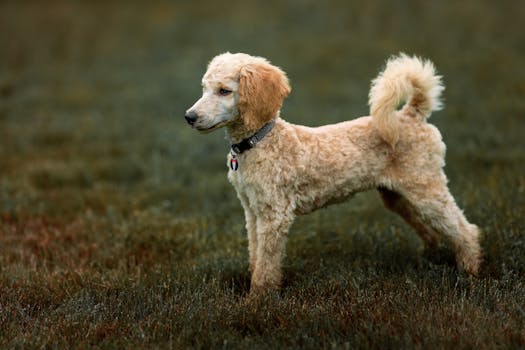 poodle showing off after grooming