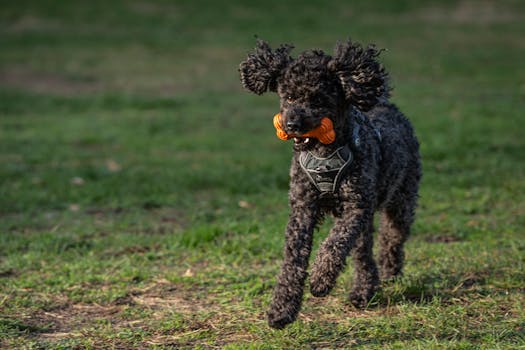 Poodle enjoying outdoor exercise