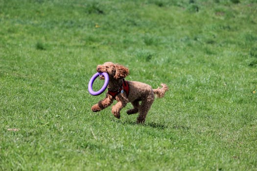 Toy Poodle playing in an apartment