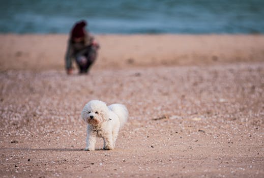 happy poodle exercising