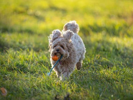 poodle training