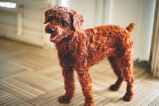 Happy poodle post-grooming