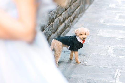 happy poodle in a grooming session