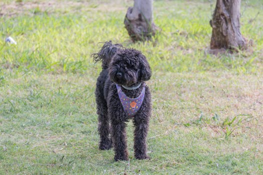 comparing poodle harnesses