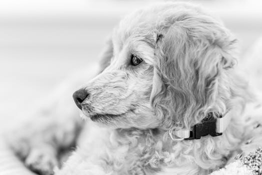 Poodle puppy grooming