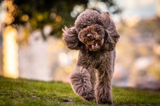 happy poodle playing in the park