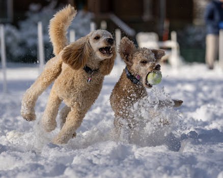 poodle playing in snow