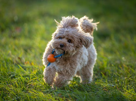 poodles playing in the park