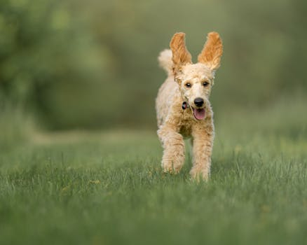 poodle enjoying training