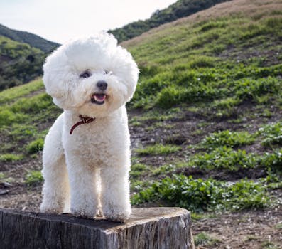 happy poodle during grooming