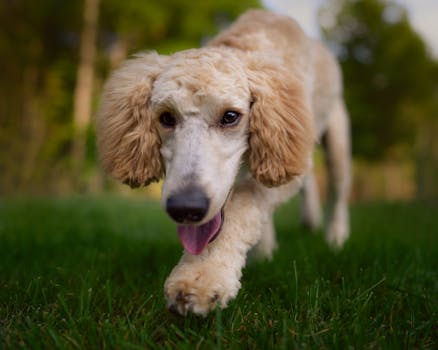 Poodle puppy being groomed