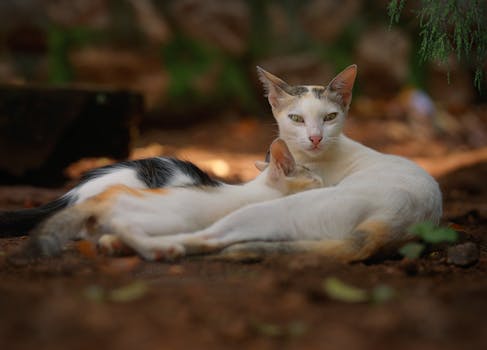 grooming under shade