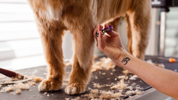 grooming session with poodle