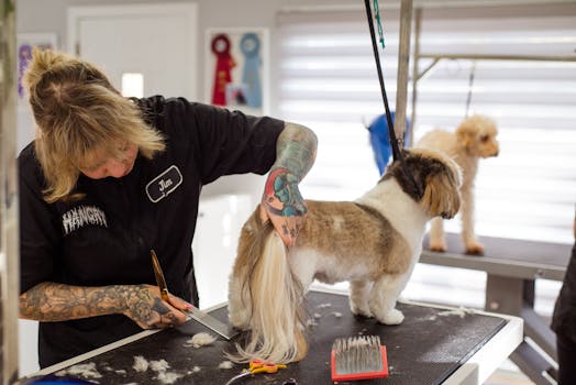 groomer inspecting a poodle harness